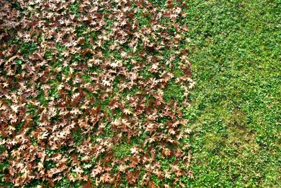 Seasonal Lawn Preparation