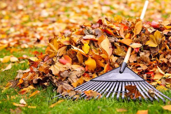 Cost of Leaves Removal in Chesterfield