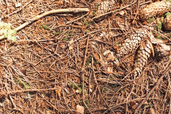 Cost of Pine Needles Removal in Chesterfield