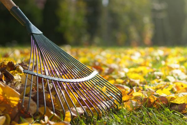Cost of Leaf Raking Service in Chesterfield