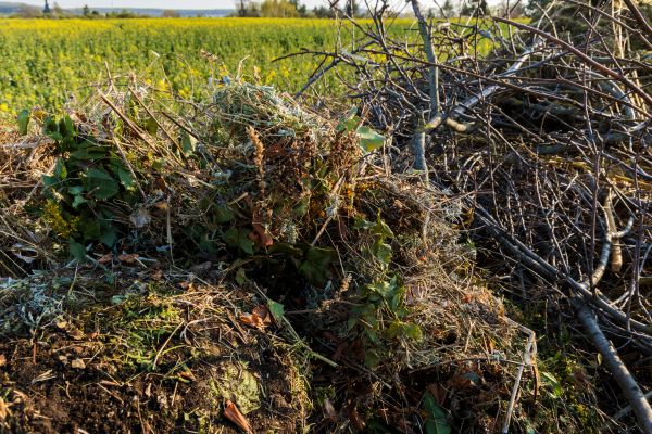 Cost of Brush Disposal in Chesterfield