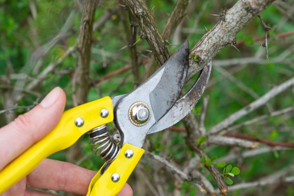 Cost of Limbs Removal in Chesterfield