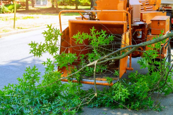 Cost of Tree Branches Removal in Chesterfield