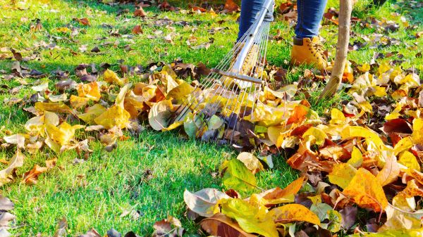 Cost of Autumn Leaf Removal in Chesterfield